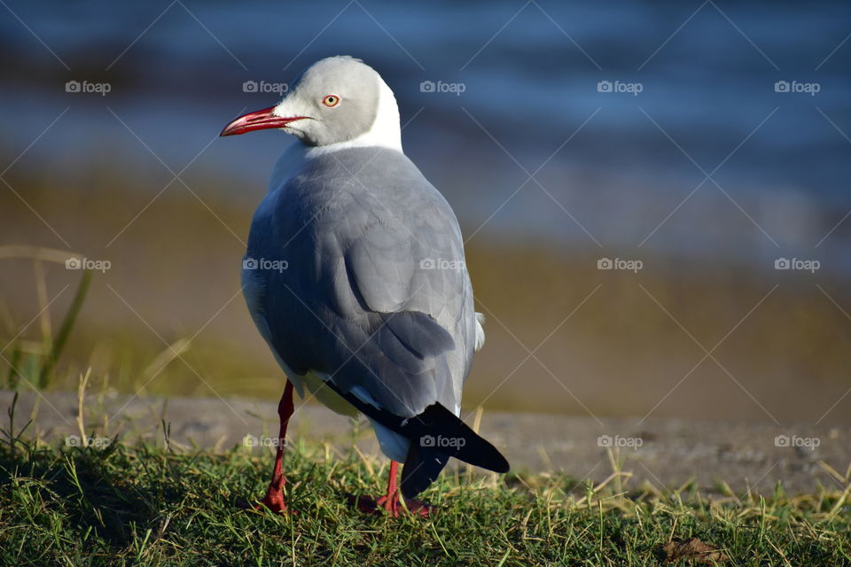 Red Billed Sea Gull