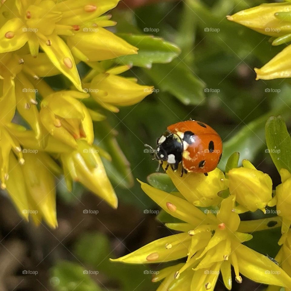Pollen on the ladybug…