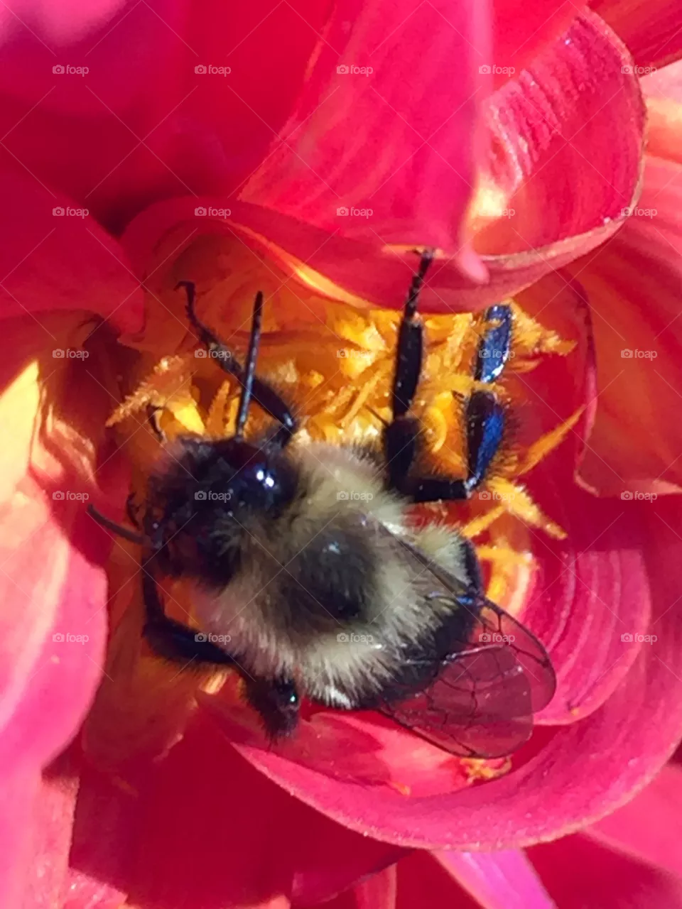Bee