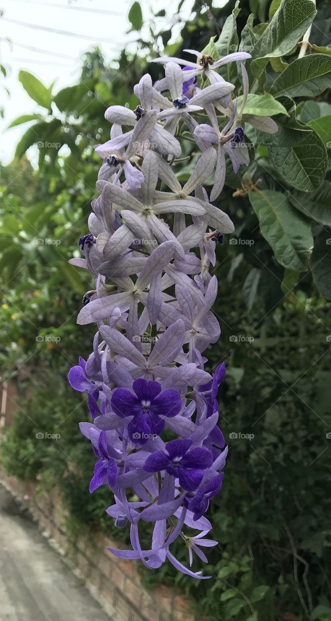 Queen’s wreath flower in Bangkok 