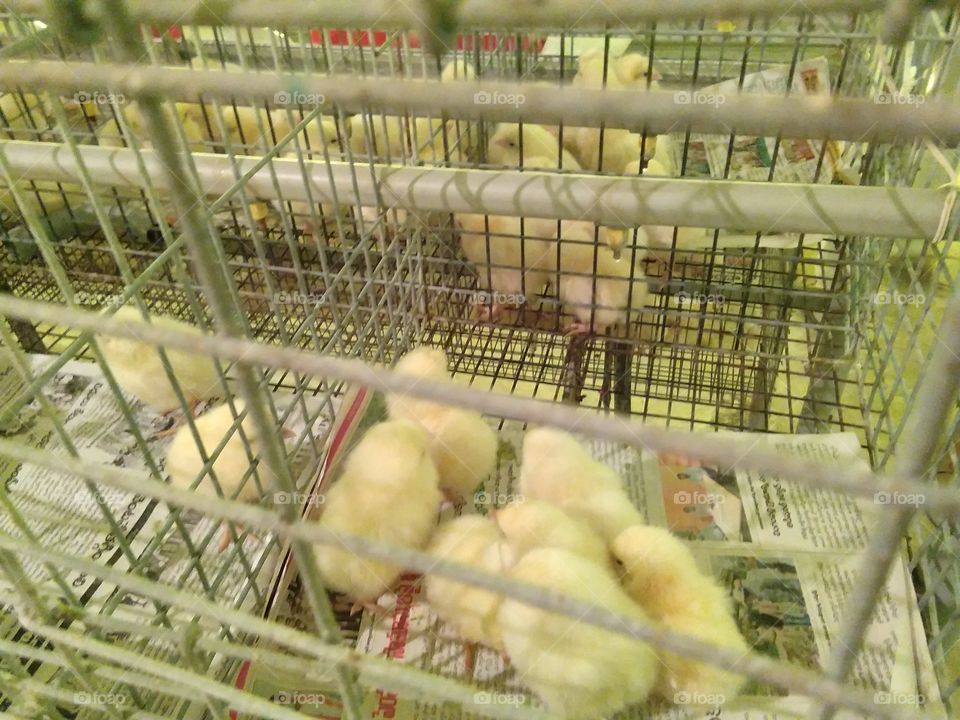 poultry chicks