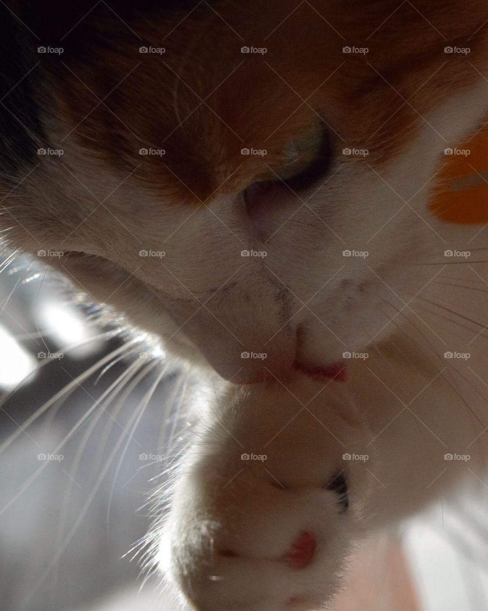 Bubbles cleaning her paw! This sweet and sassy girl is always seen cleaning herself to make sure she’s gorgeous all day long!