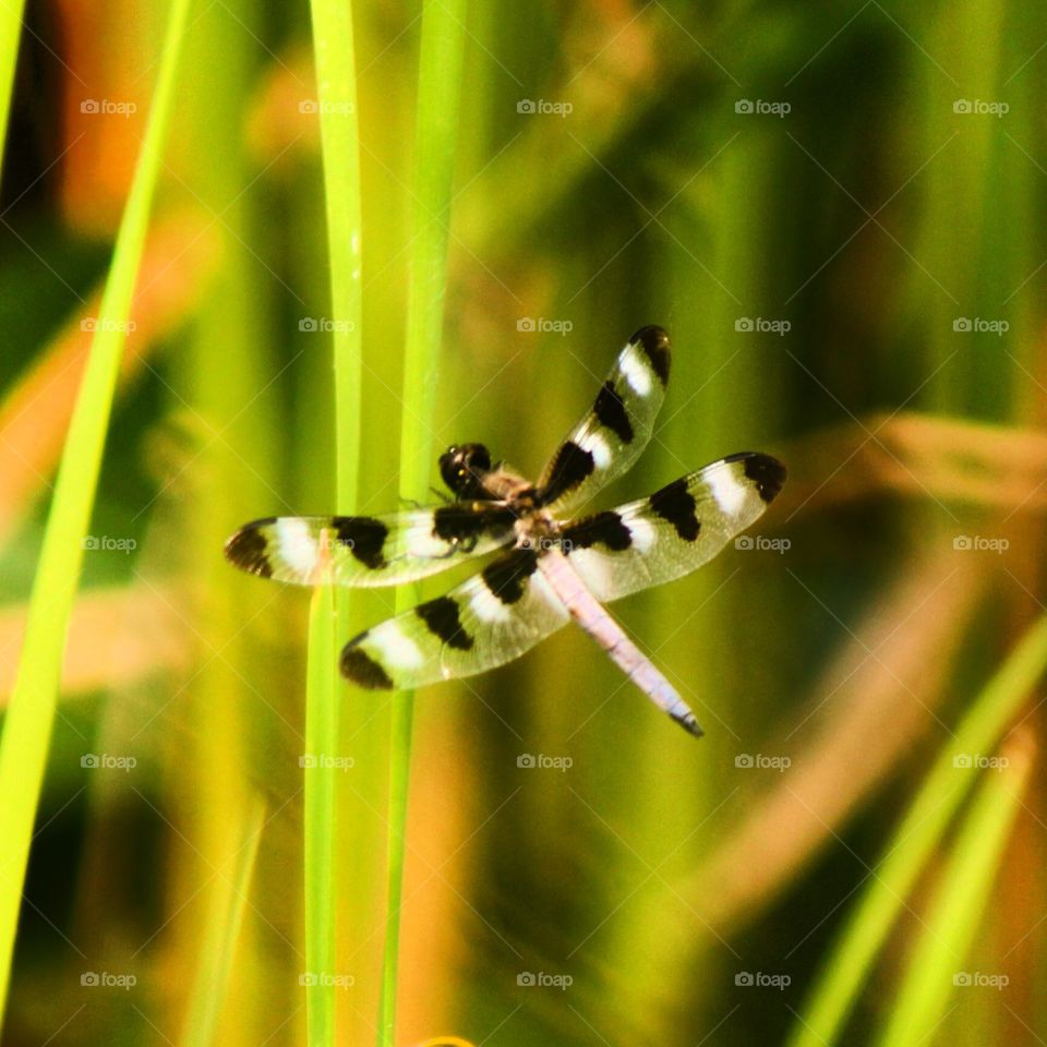 dragonfly flutter 