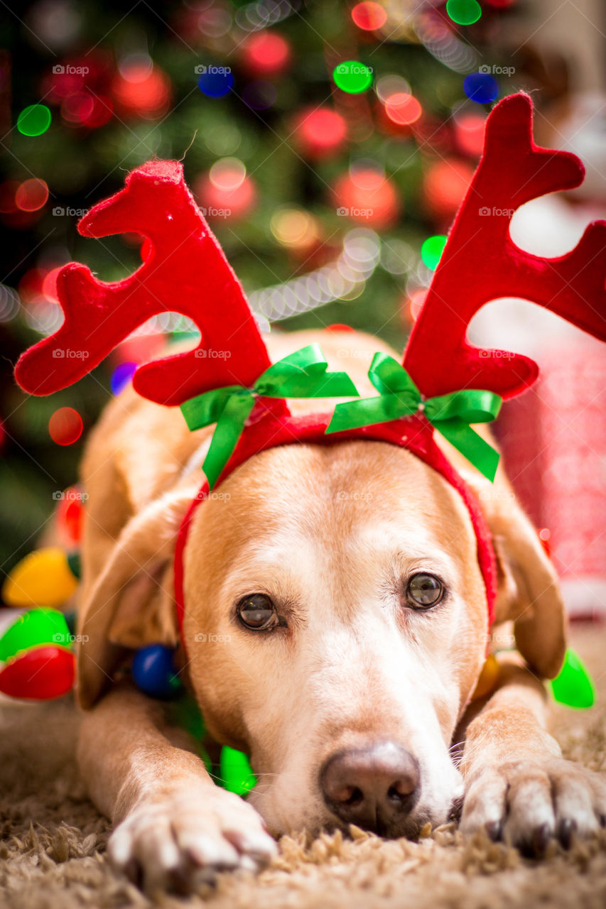 Portrait of dog wearing Christmas deer costume