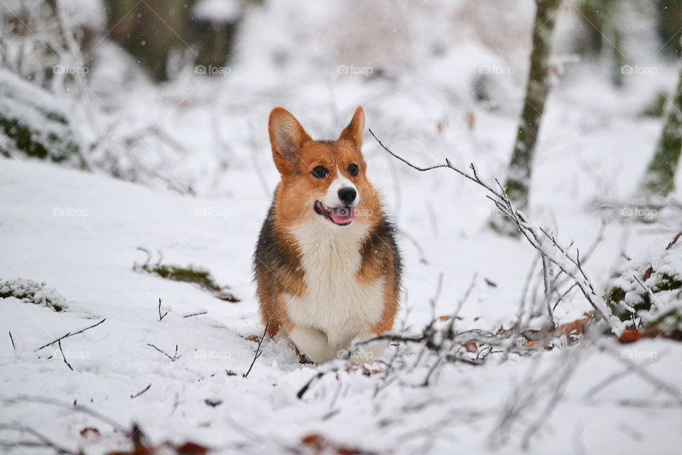 Happy dog out on winter adventure