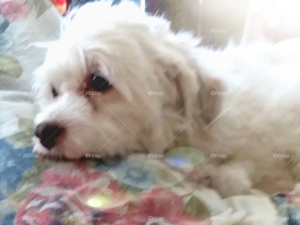 Maltese Jack Russell  mix so sad because I have to leave for work😞