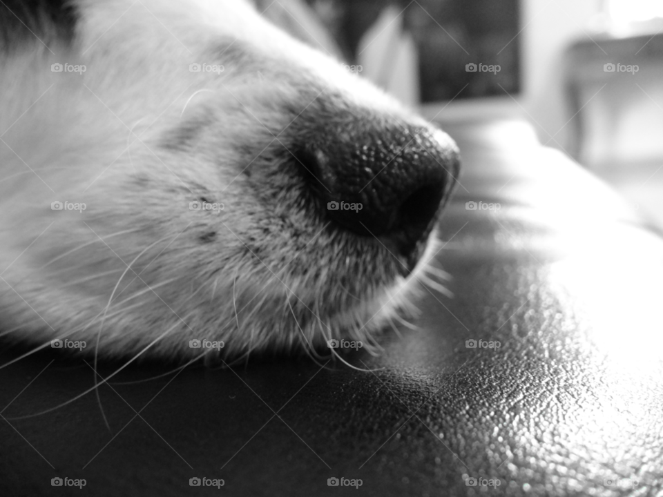 black and white my dog apple cute nose dog by _tay