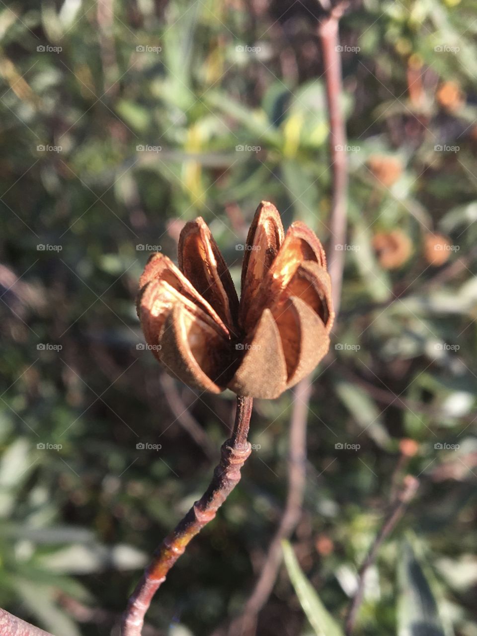 Between fruits and seeds