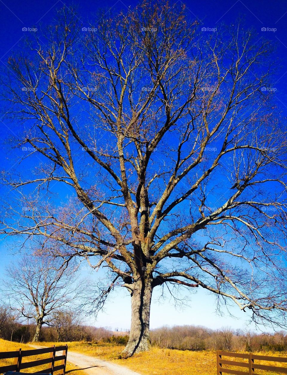 Lonely tree farm