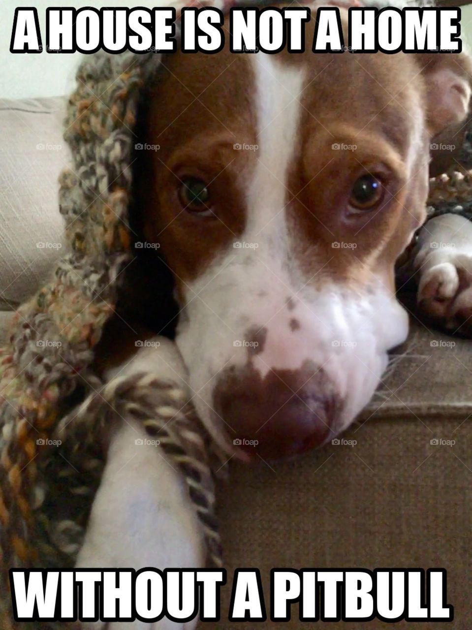 Pitbull meme