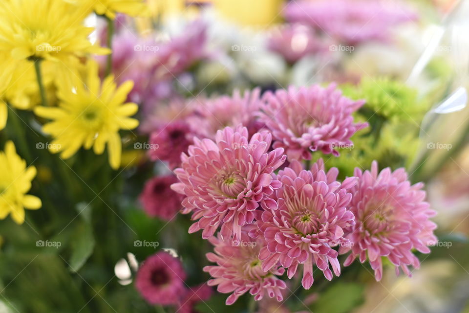 Festive vibrant floral Chrysanthemums