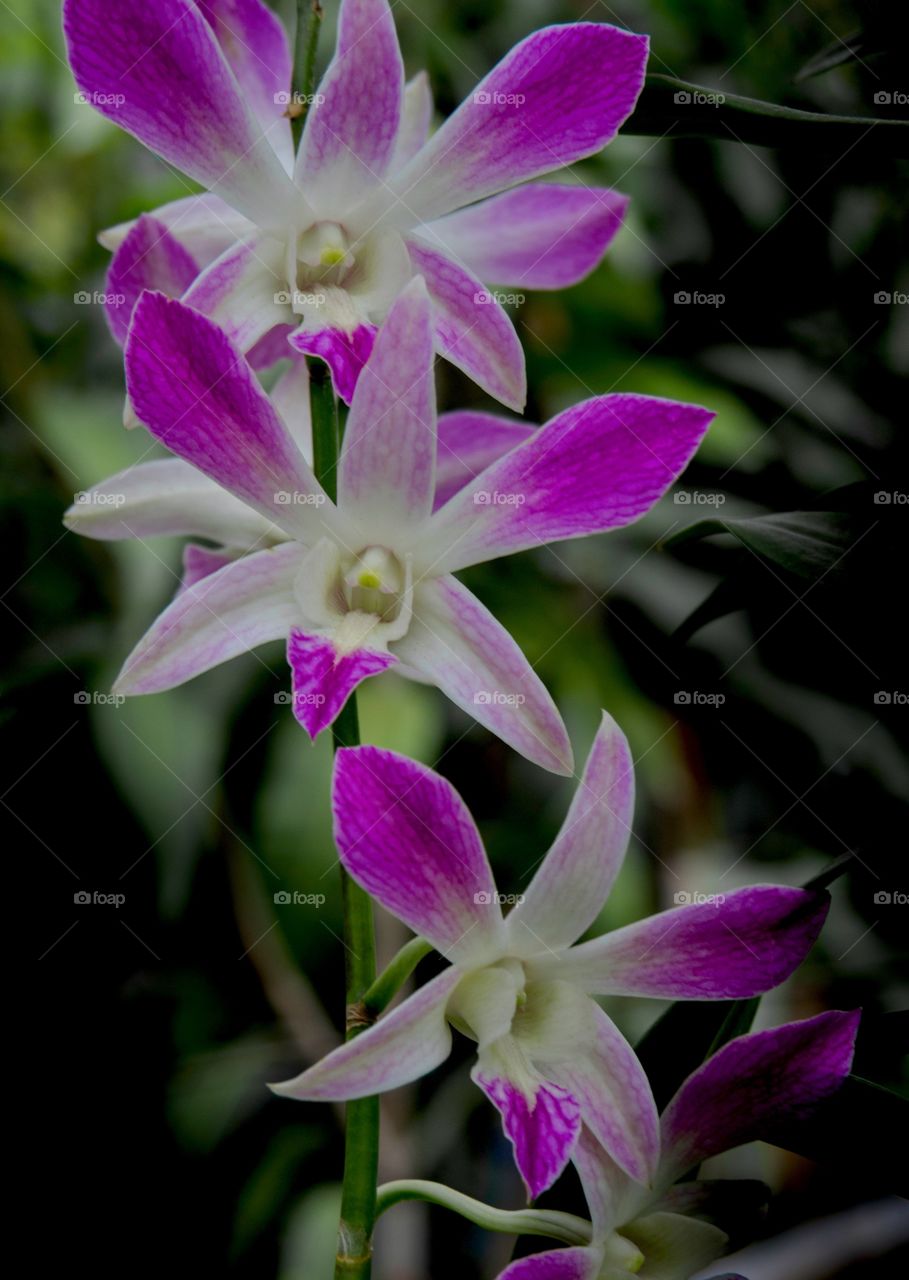 Group of Purple Orchids