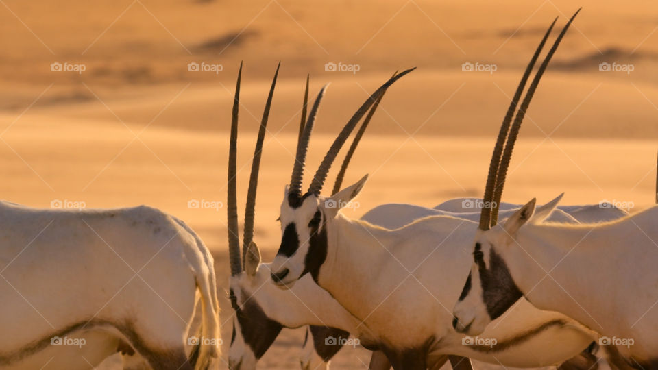 Antilopi nella savana