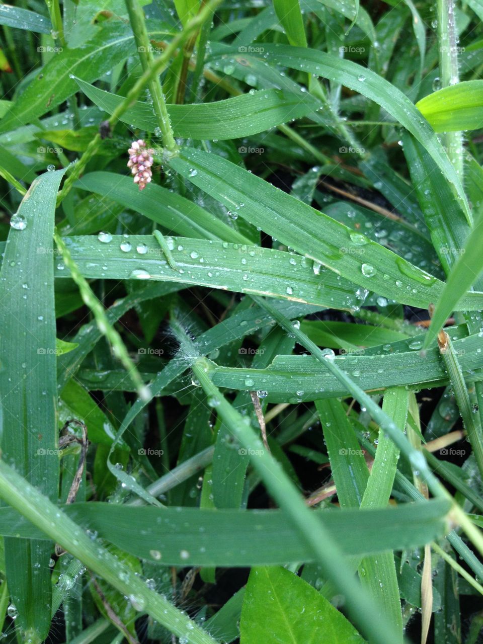 Rain drops on blades of grass. 