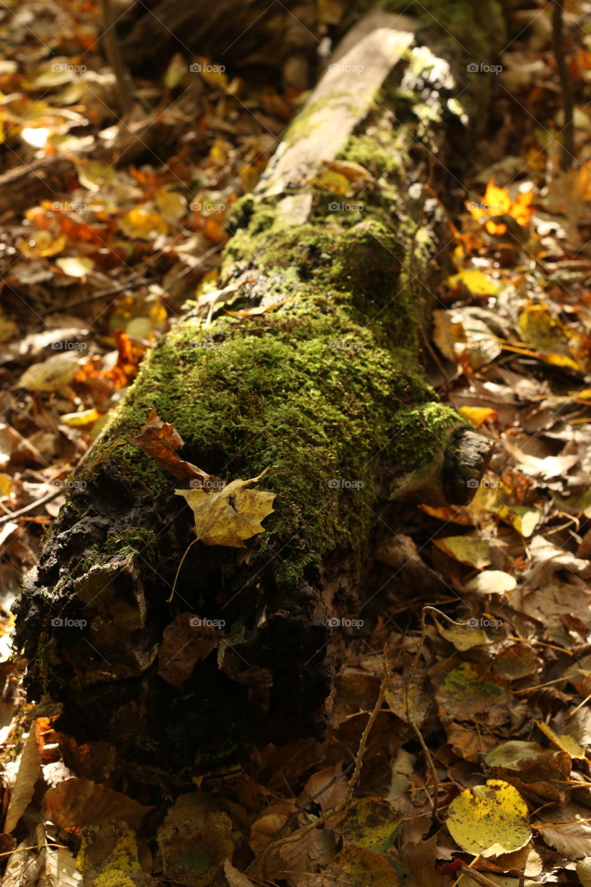 Fall, Wood, Leaf, Nature, Tree
