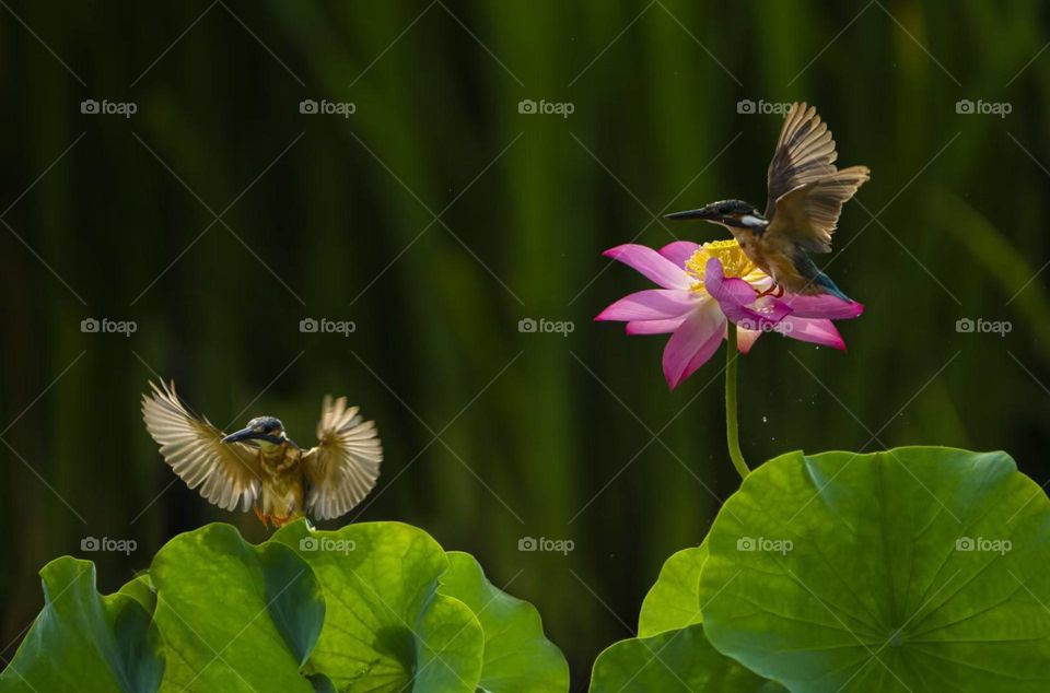 Lotus and Kingfisher, shot in Xi'an China.