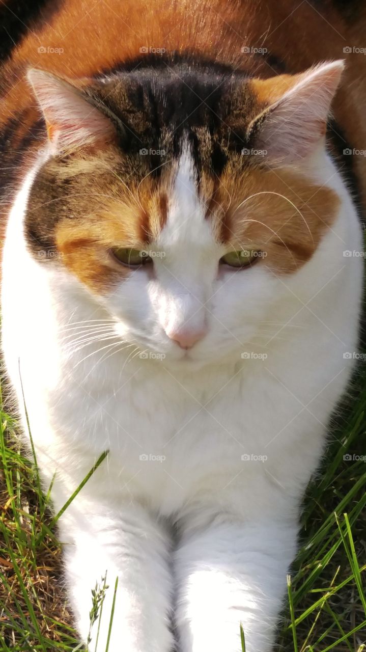 Calico Cat