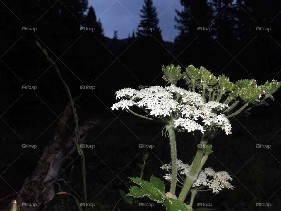 Night Flower. mountains at night