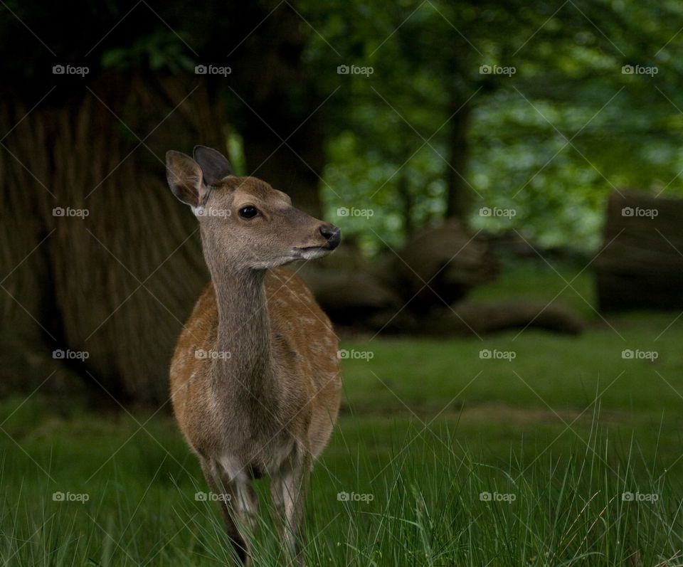 A young deer stands still in the grassy woodland at Knole Park, Sevenoaks, UK 