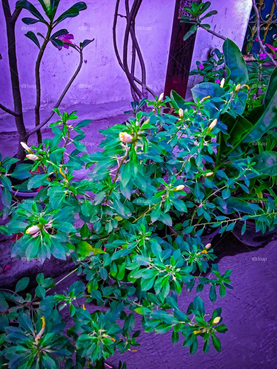 beautiful blooming flowers on the road of the house