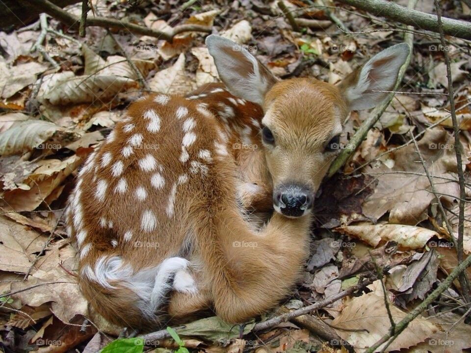 Fawn