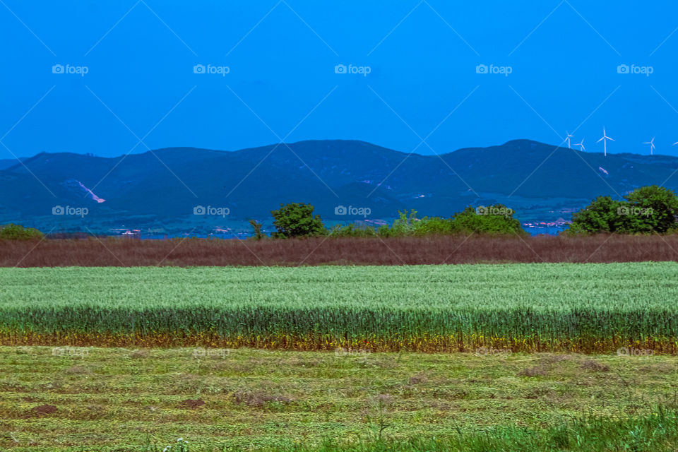 Green fields of Golubac town