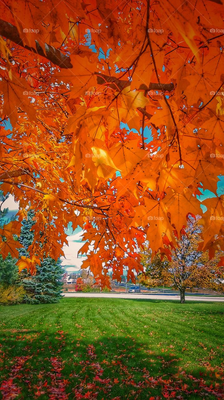 Autumn Foliage 