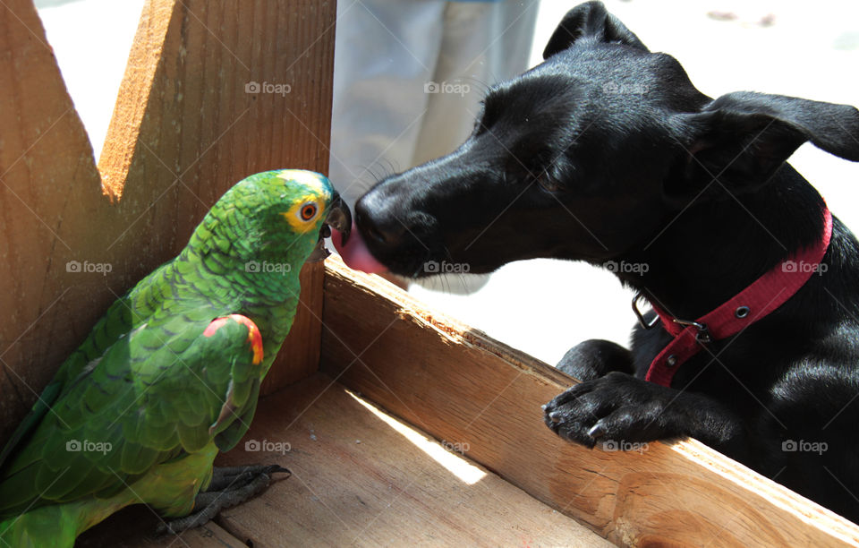 papagaio e dog