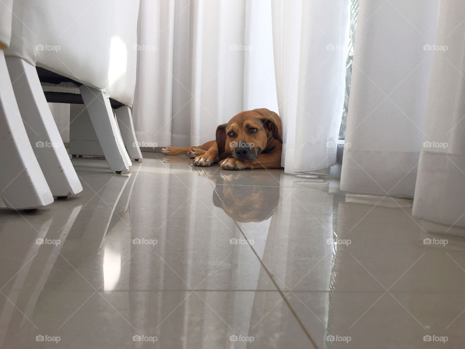 Indoors, Dog, Room, Portrait, Pet