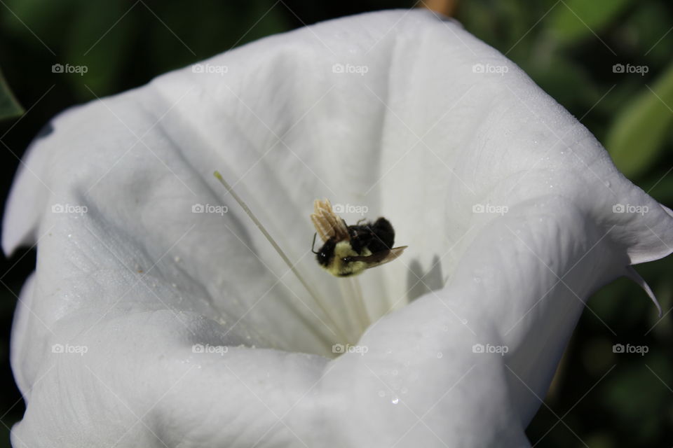 Busy Bee in a Moonflower. 