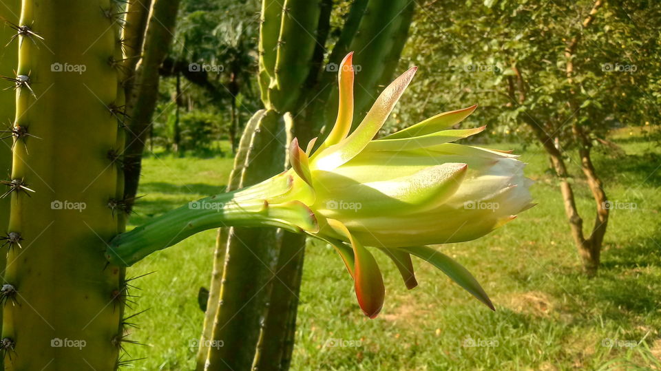 KAKTUS, CACTUS, CACTO, BROTO.