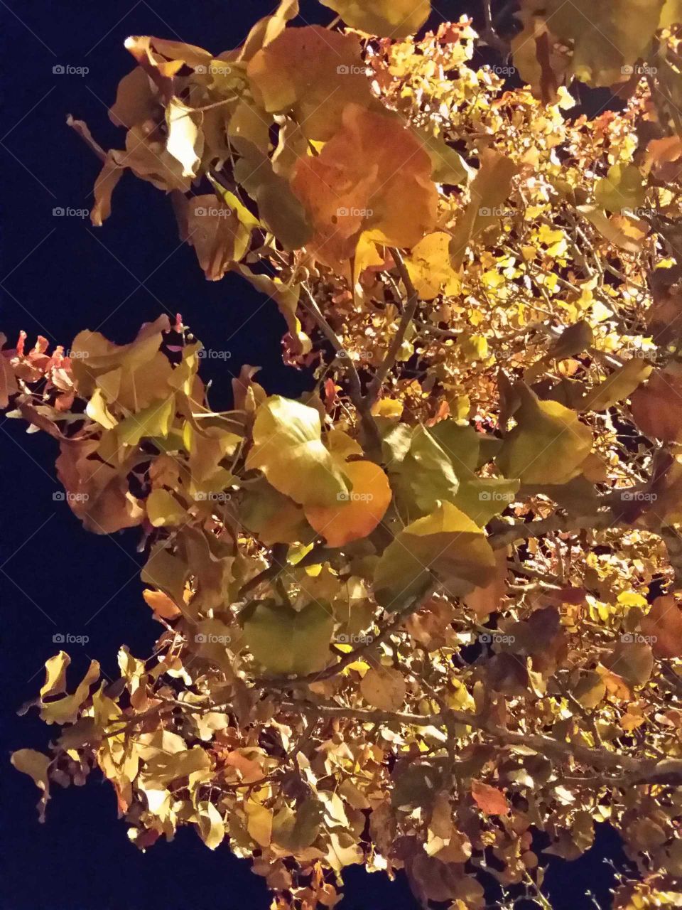 fall at night