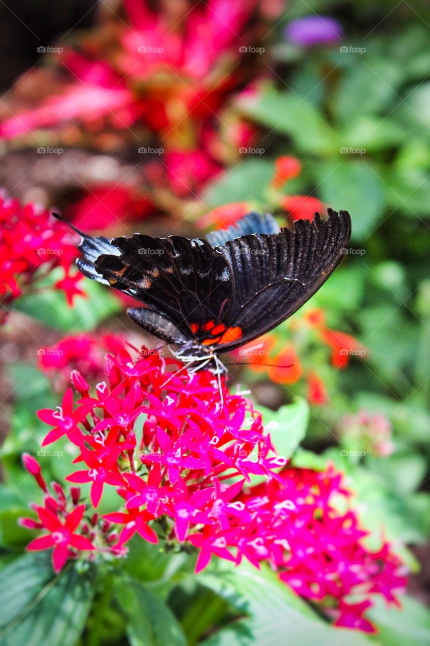 Butterfly 🦋 wonderland 🌹🌺
