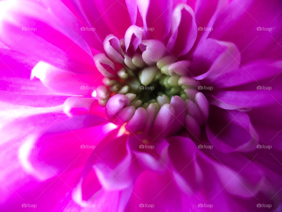 Pink flower macro showing a close up of the stems and leafs