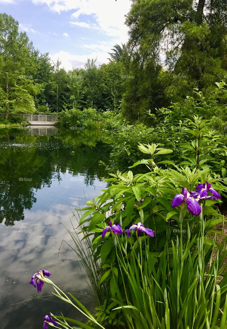 Iris by Pond
