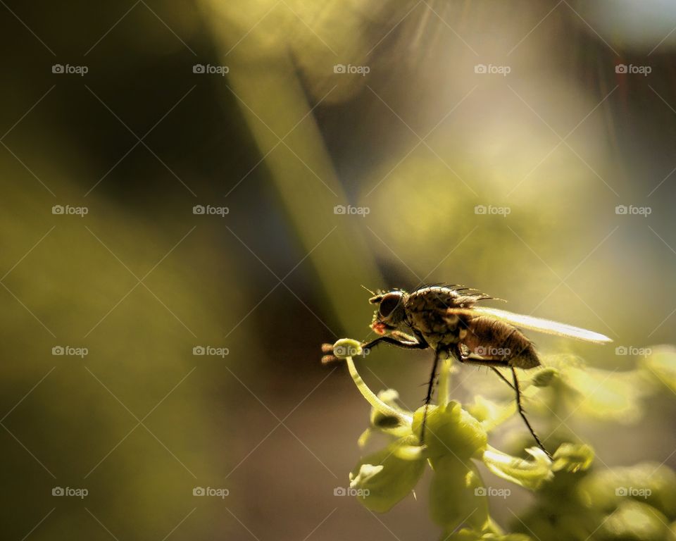 Close-up fly