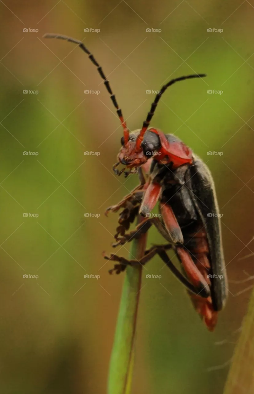 Käfer
