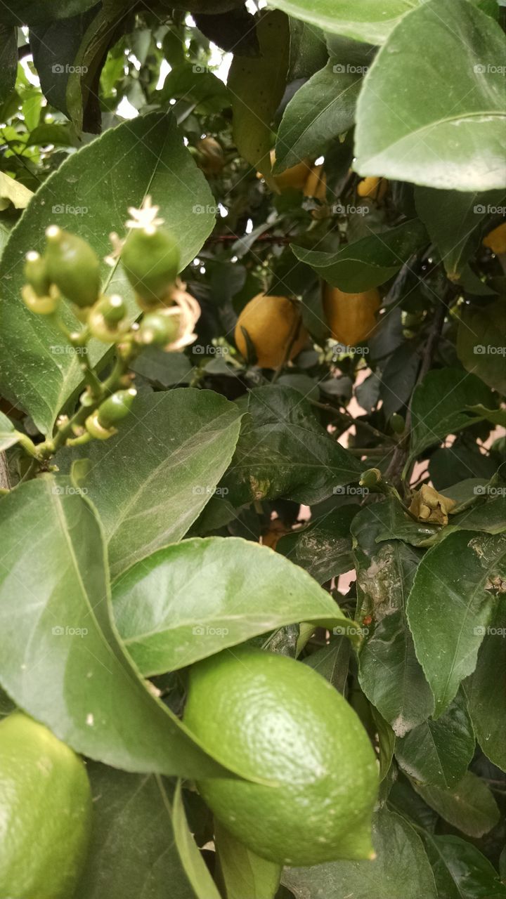 lemons. My tree has each stage of lemons growing 