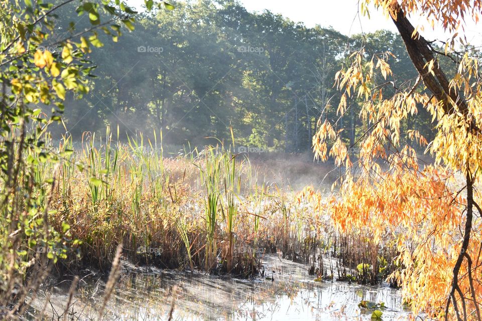 Fog rising off the swamp on a cool fall morning