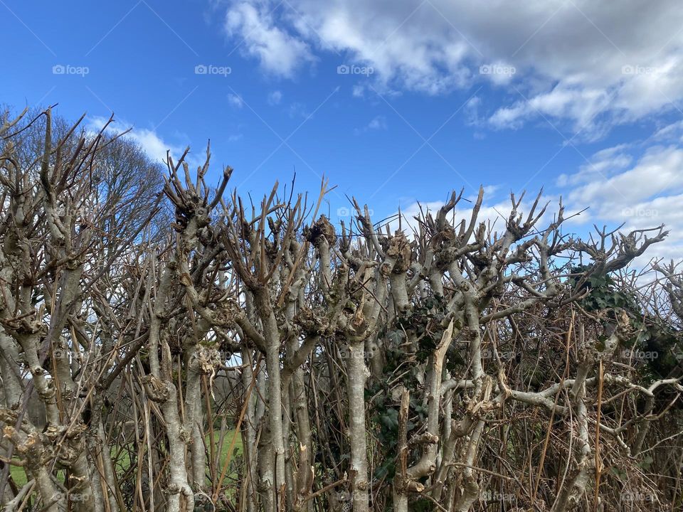 Natural fence