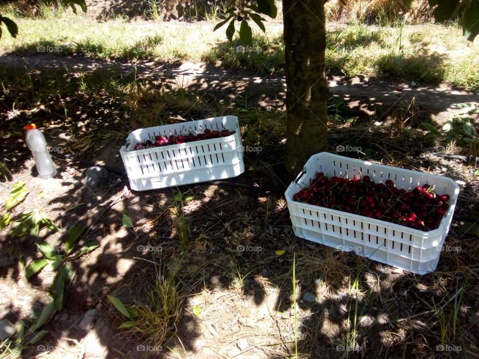 cestas para exportar