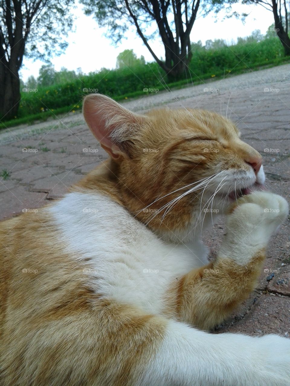 Cat licking his paw. Enjoying summer!