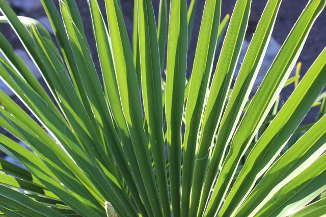 Plant
