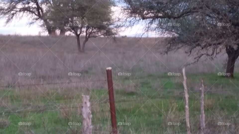 A stick fence