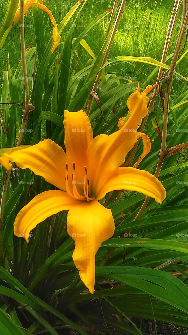 Yellow Lily. I was cutting my dads grass and I saw this Lily in his yard
