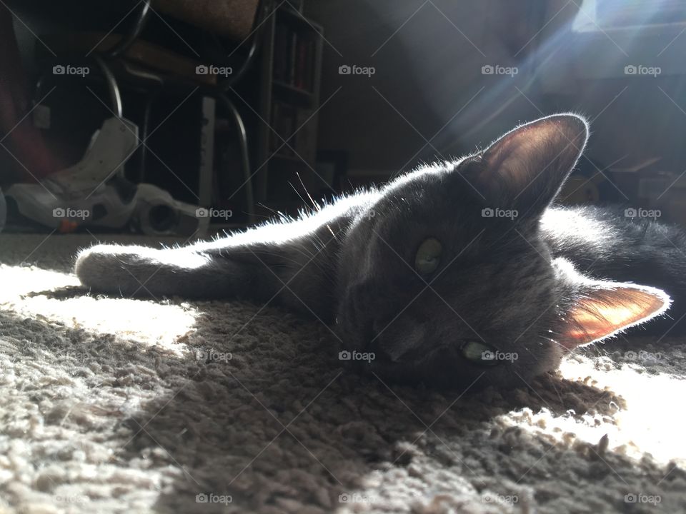Kitten basking in sun coming through the window 