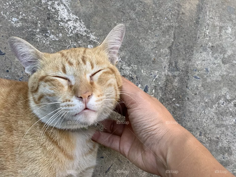 Good job human make me feel good 