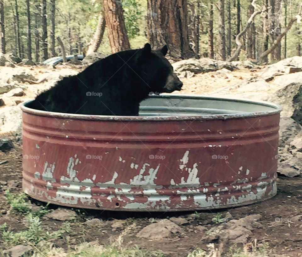it's hot out here. Bear taking a bath