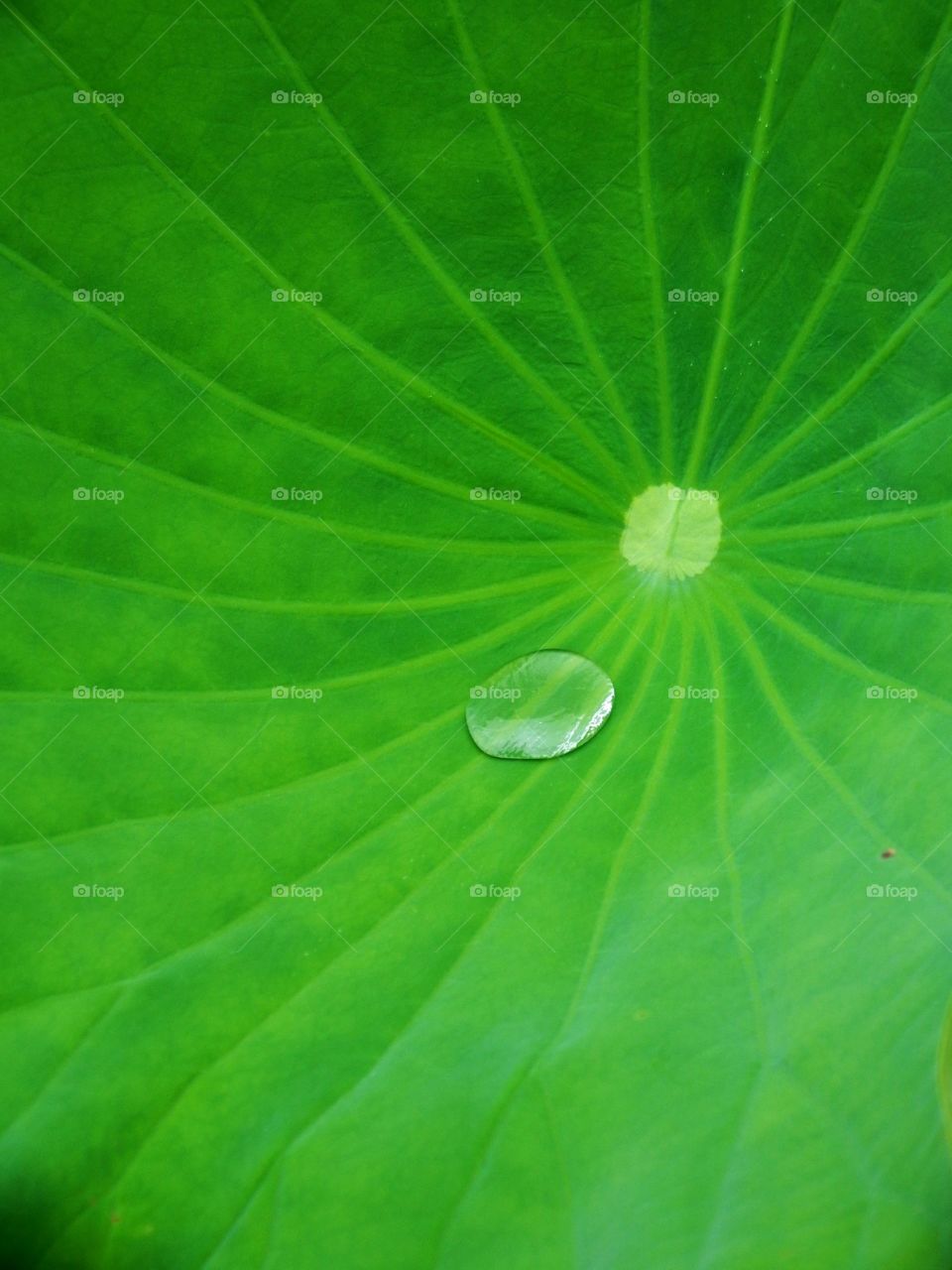 A lone water drop on a  bright green leaf.