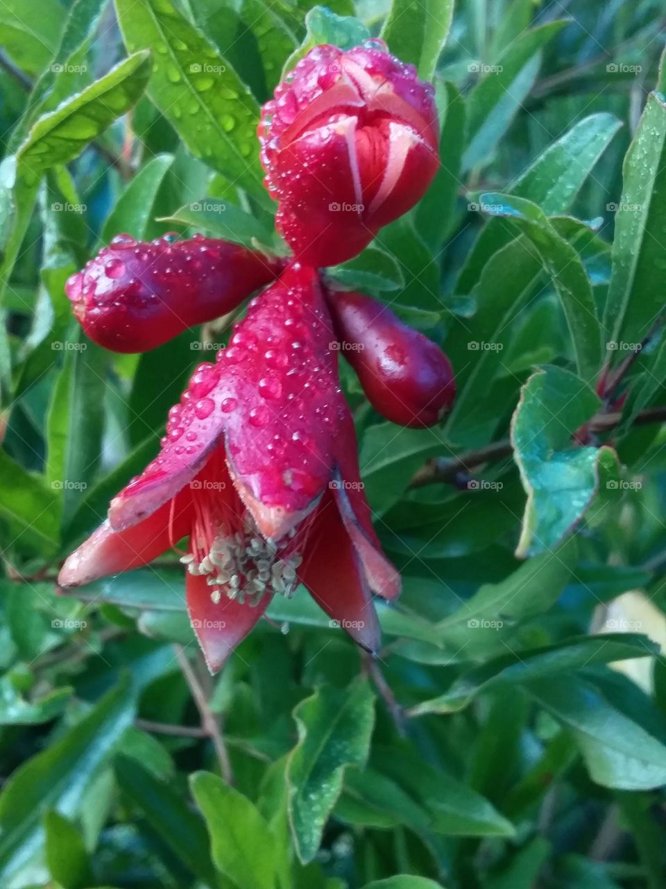 Red pomegranate flowers with green foliage